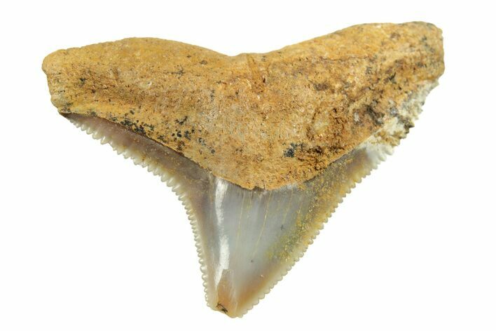 Fossil Bull Shark Tooth (Carcharhinus) - Angola #259506